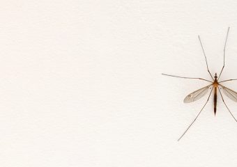 menghilangkan nyamuk di rumah